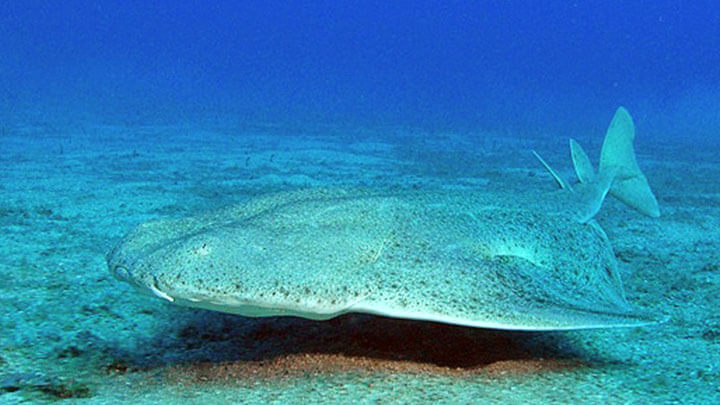 Angel shark resting on the sandy ocean floor off Gran Canaria
