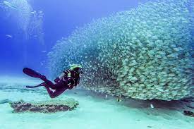 Scuba diver swimming with a huge school of fish