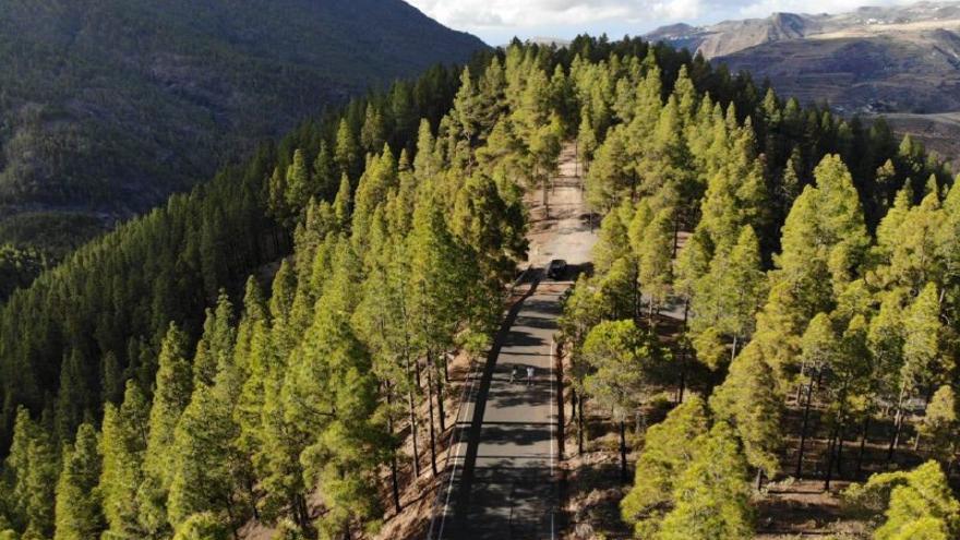 Aerial view of a road winding through Canarian pine forests in the mountains
